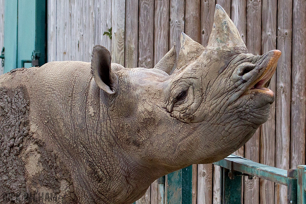 Eastern Black Rhinoceros