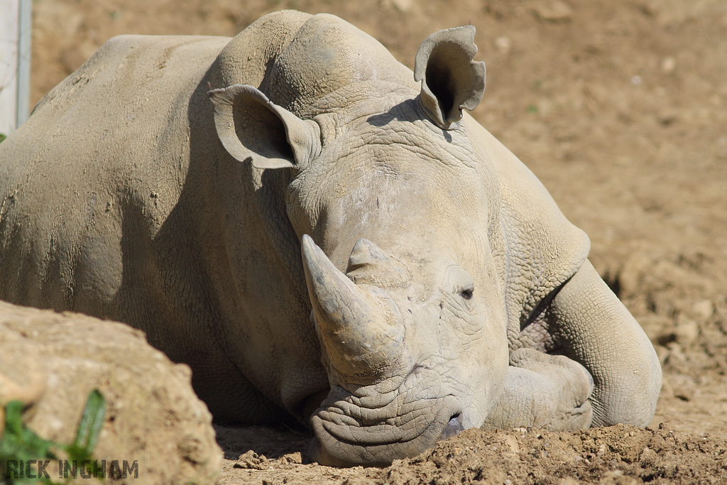 Southern White Rhino