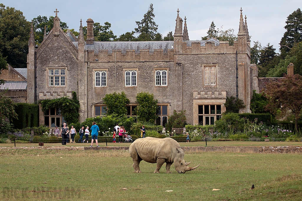 White Rhino