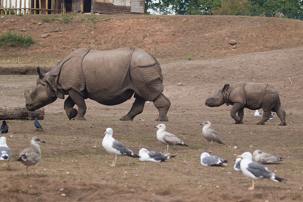 Indian Rhino | Calf