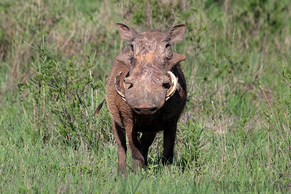 Warthog