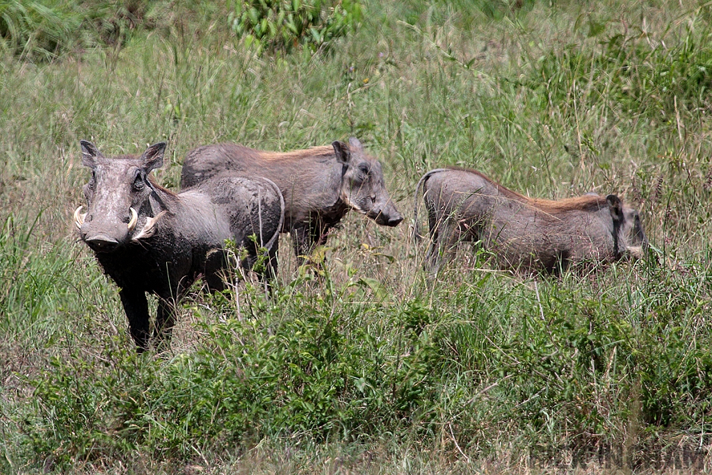 Warthog