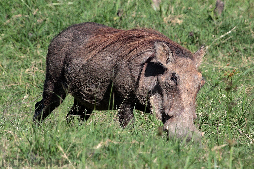 Warthog