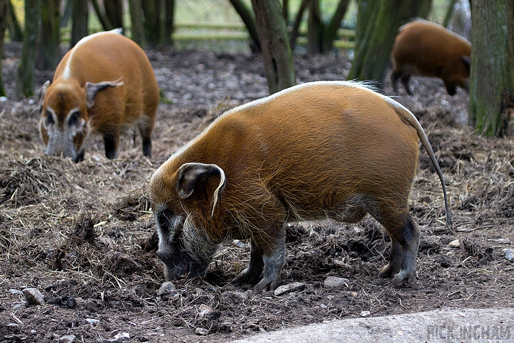 Red River Hog