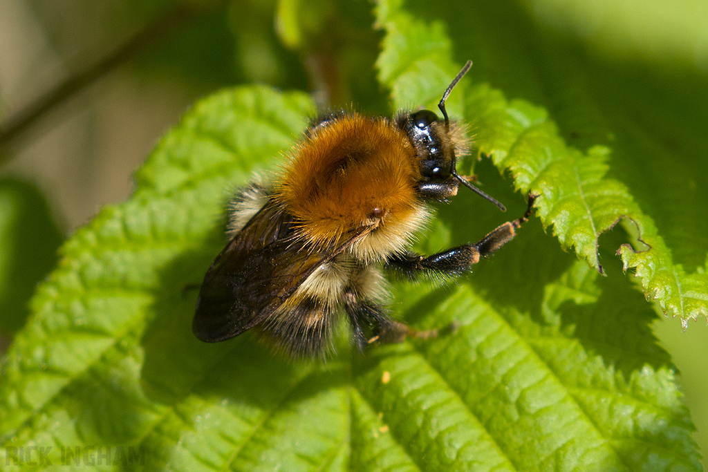Common Carder Bee