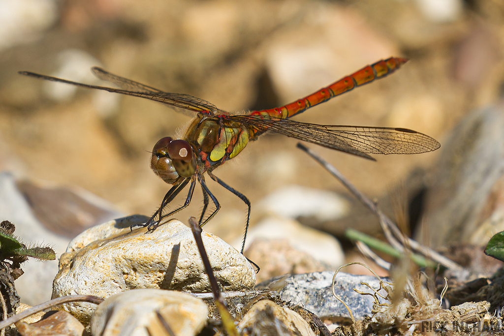 Common Darter
