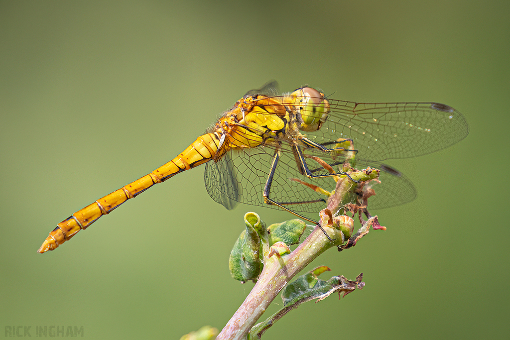 Female | Common Darter