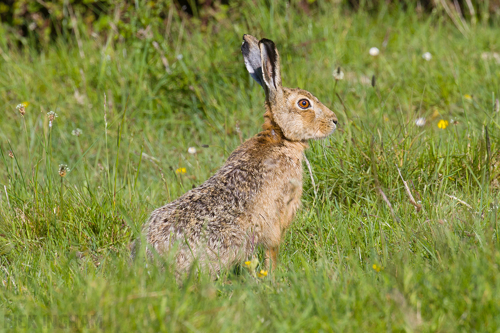 Hare