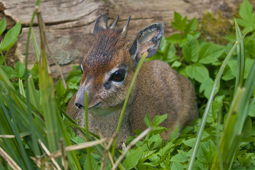 Kirk's Dik-dik