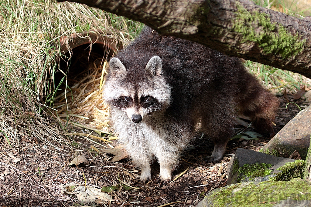 Raccoon