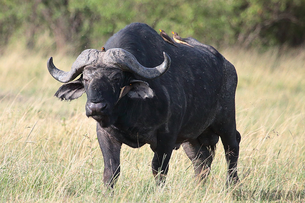 African Buffalo