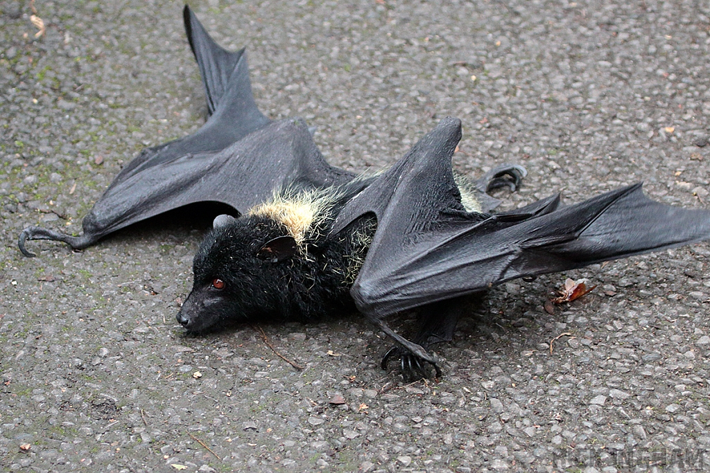 Livingstone's Fruit Bat