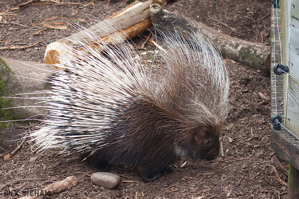 Crested Porcupine