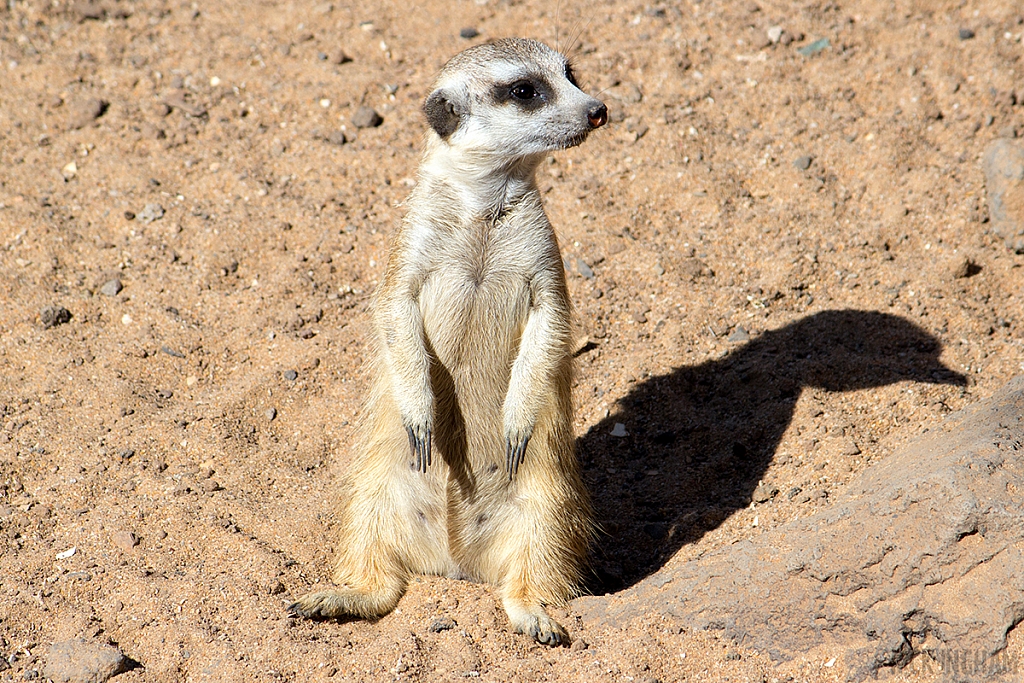 Meerkat