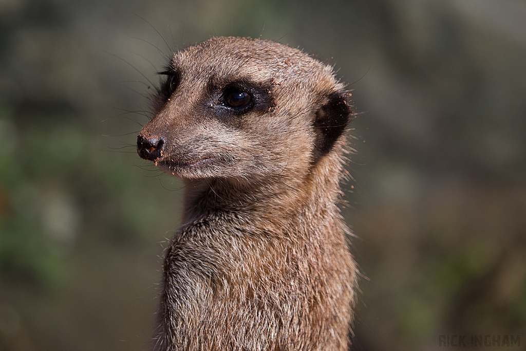 Meerkat