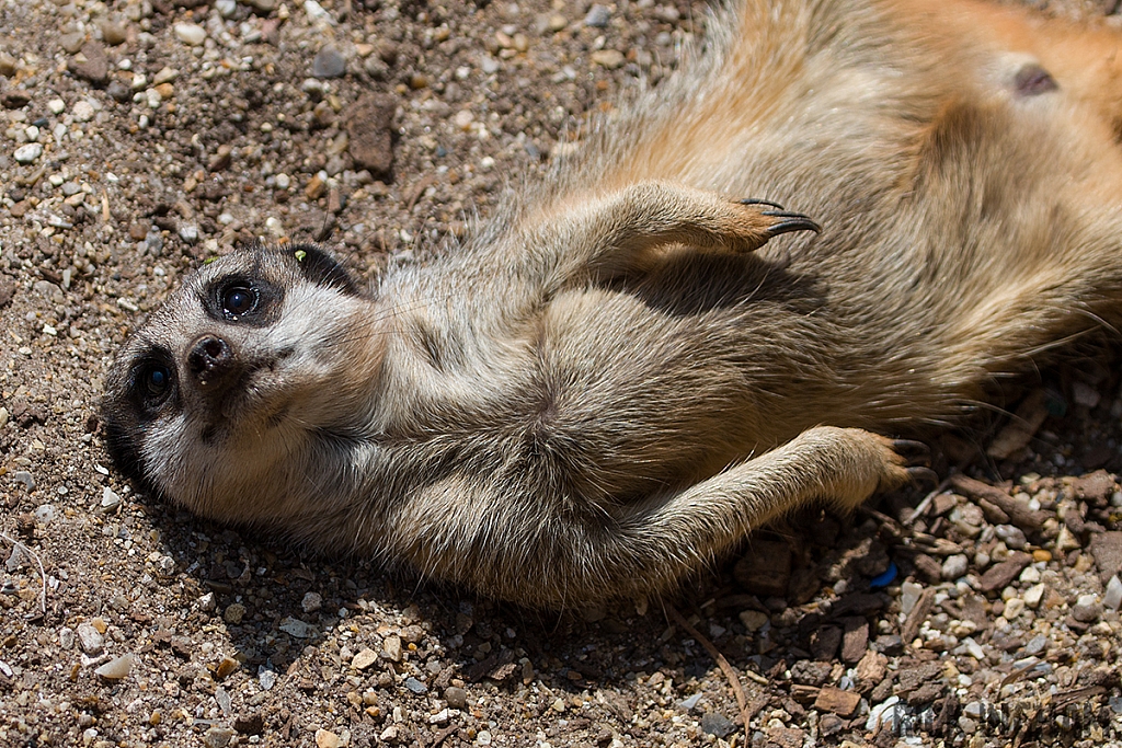 Meerkat