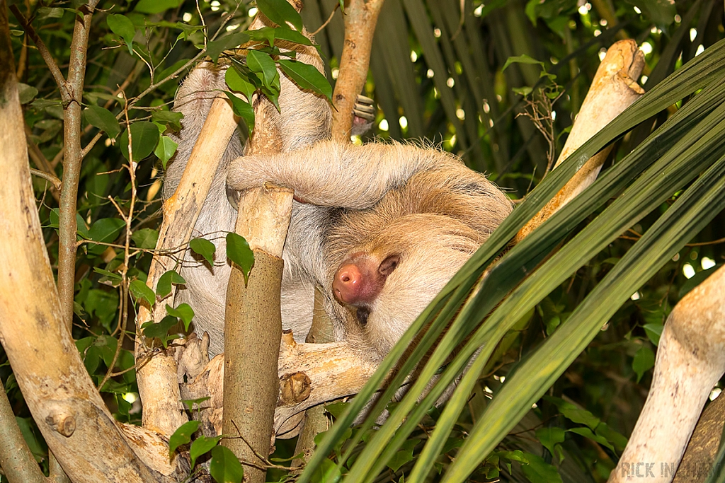 Two-Toed Sloth