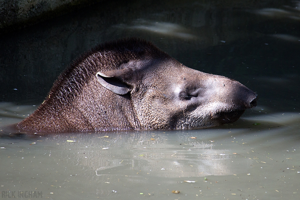 Brazilian Tapir