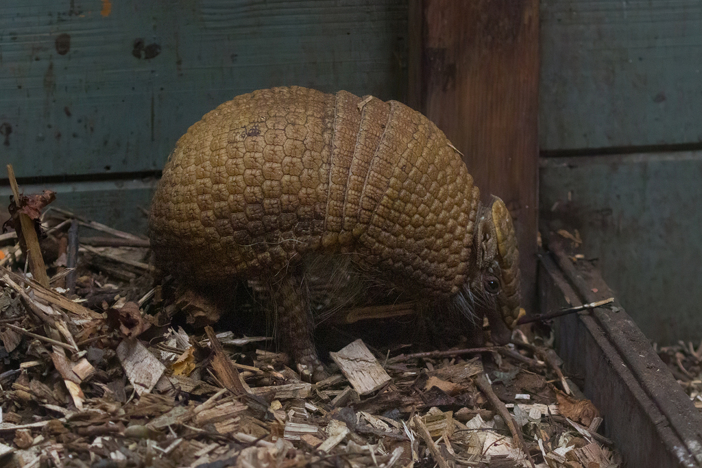 Three Banded Armadillo