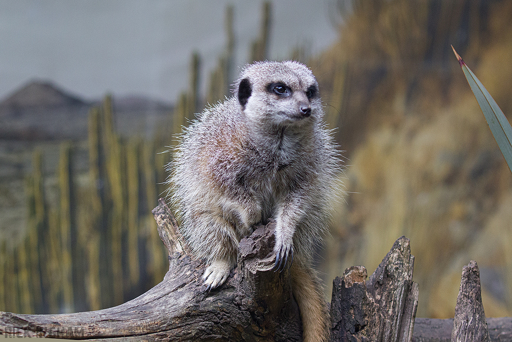 Meerkat