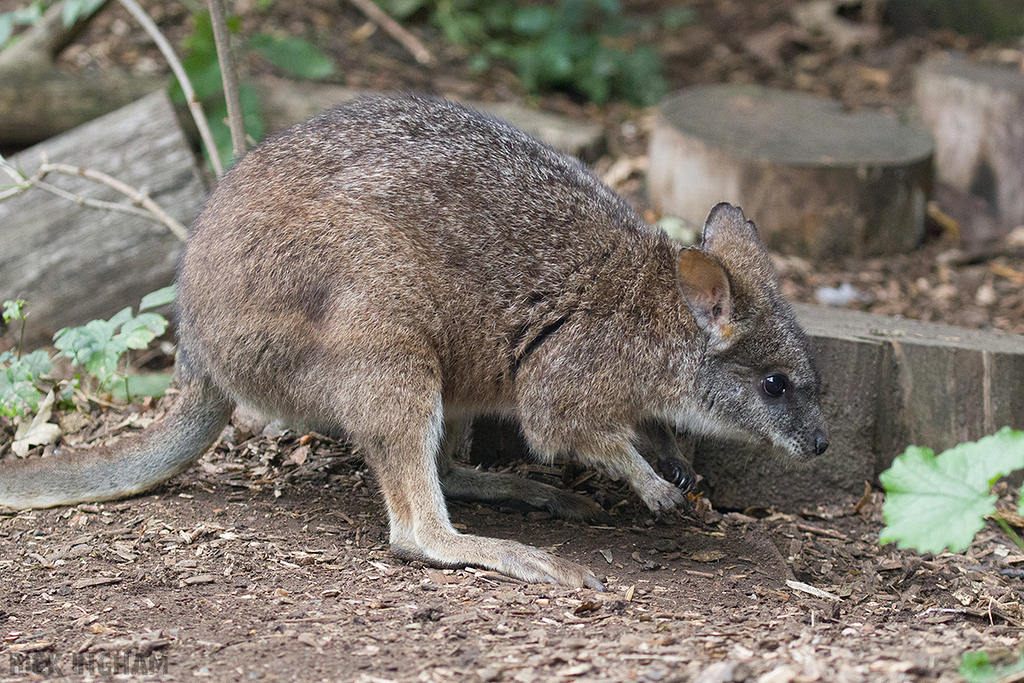 Parma Wallaby