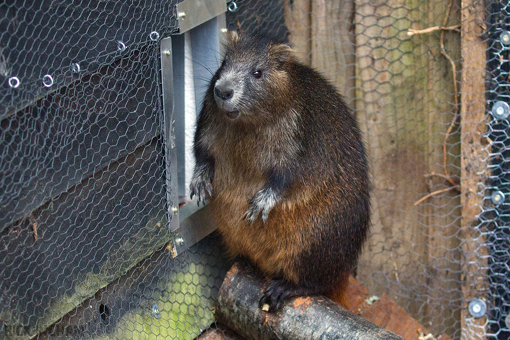 Cuban Hutia