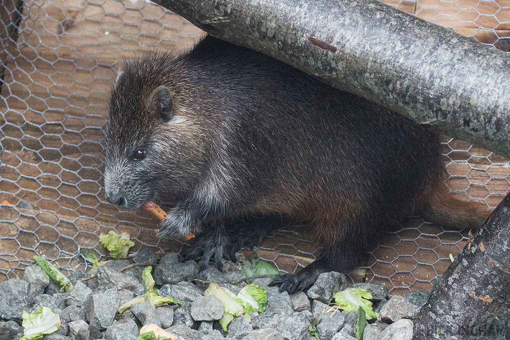 Cuban Hutia