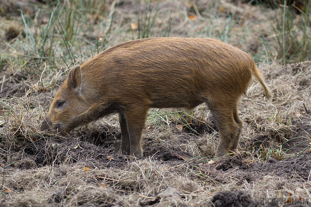Wild Boar | Juvenile 'Humbug'