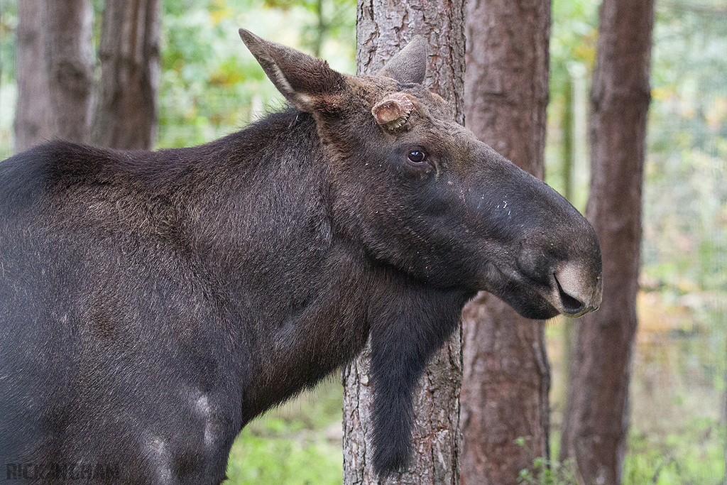 Eurasian Elk
