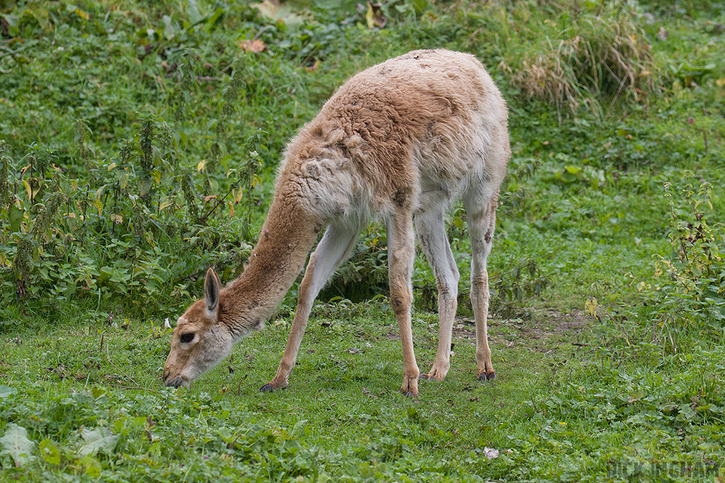 Vicuña