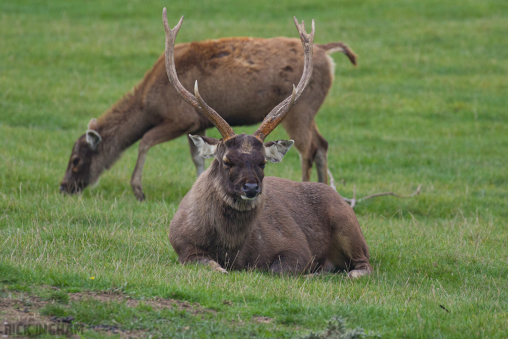 Sambar Deer