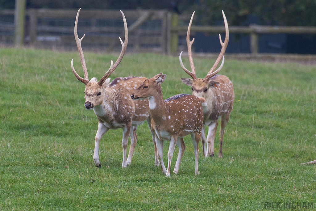 Axis Deer