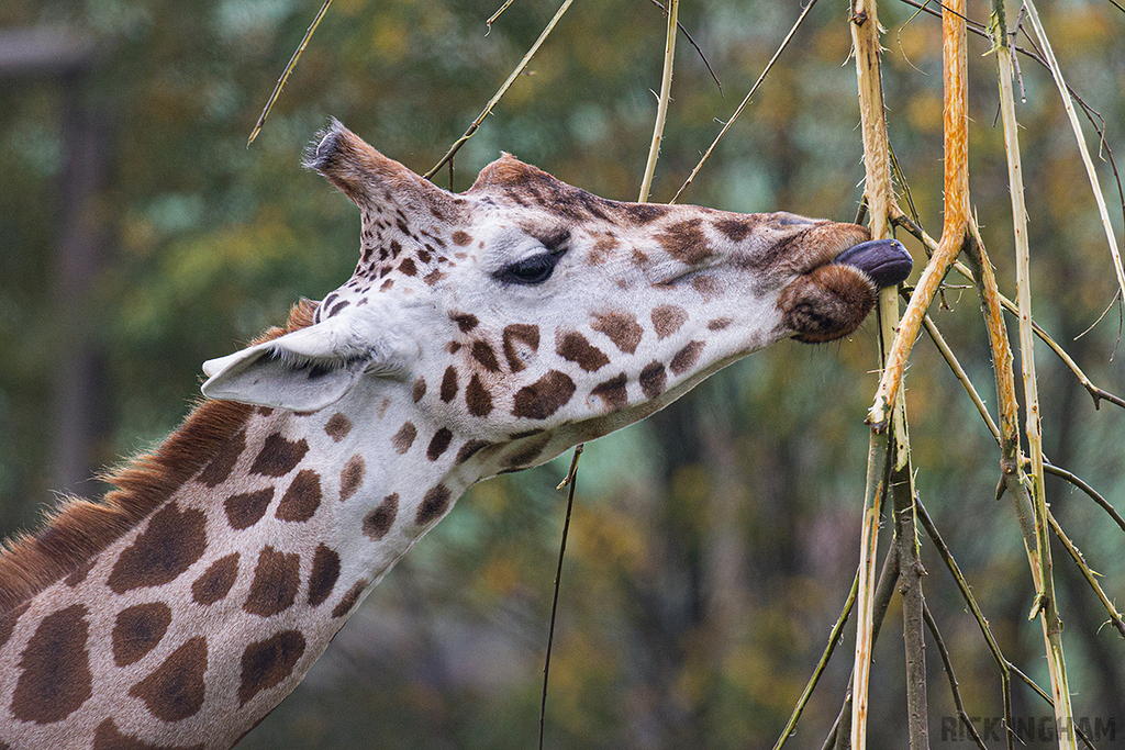 Nubian giraffe