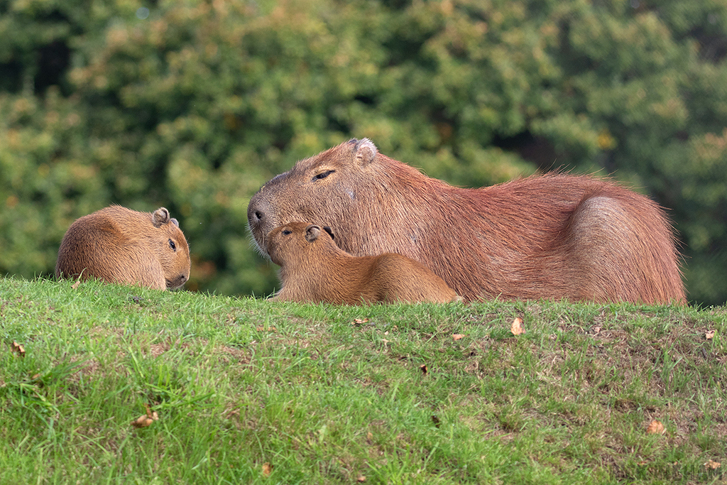 Capybara