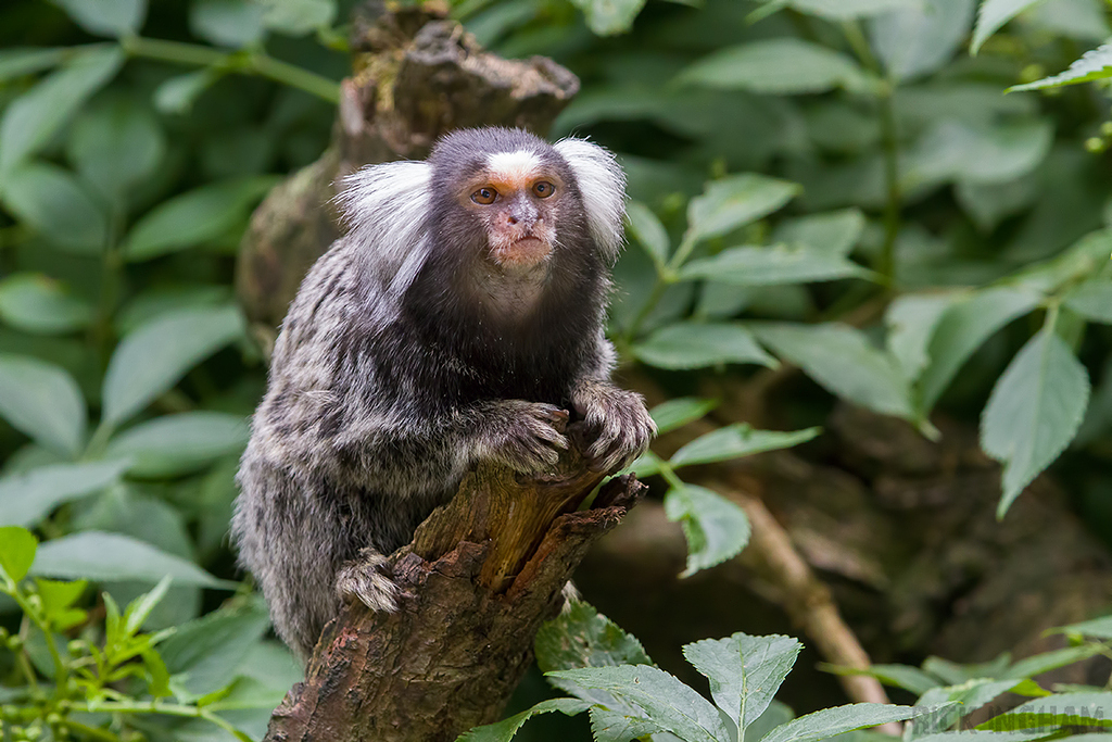 Common Marmoset