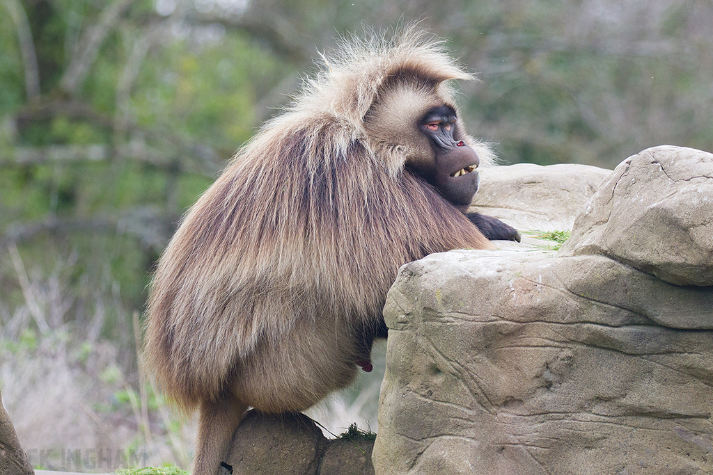 Gelada