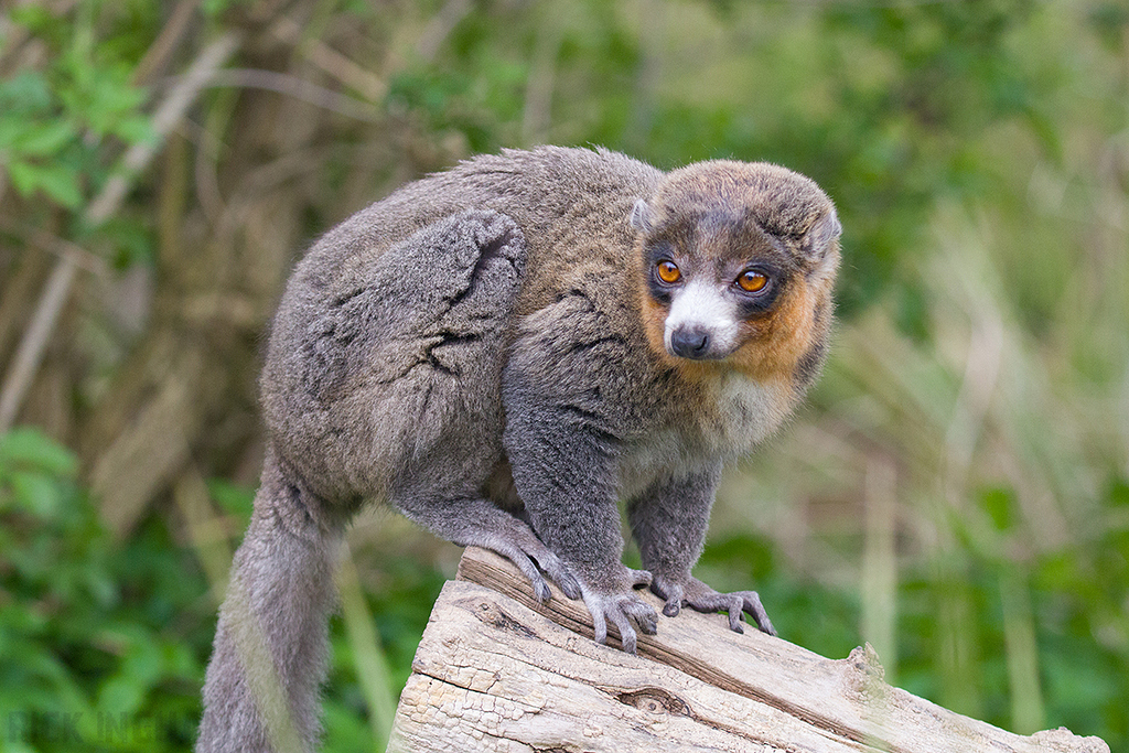 Mongoose Lemur