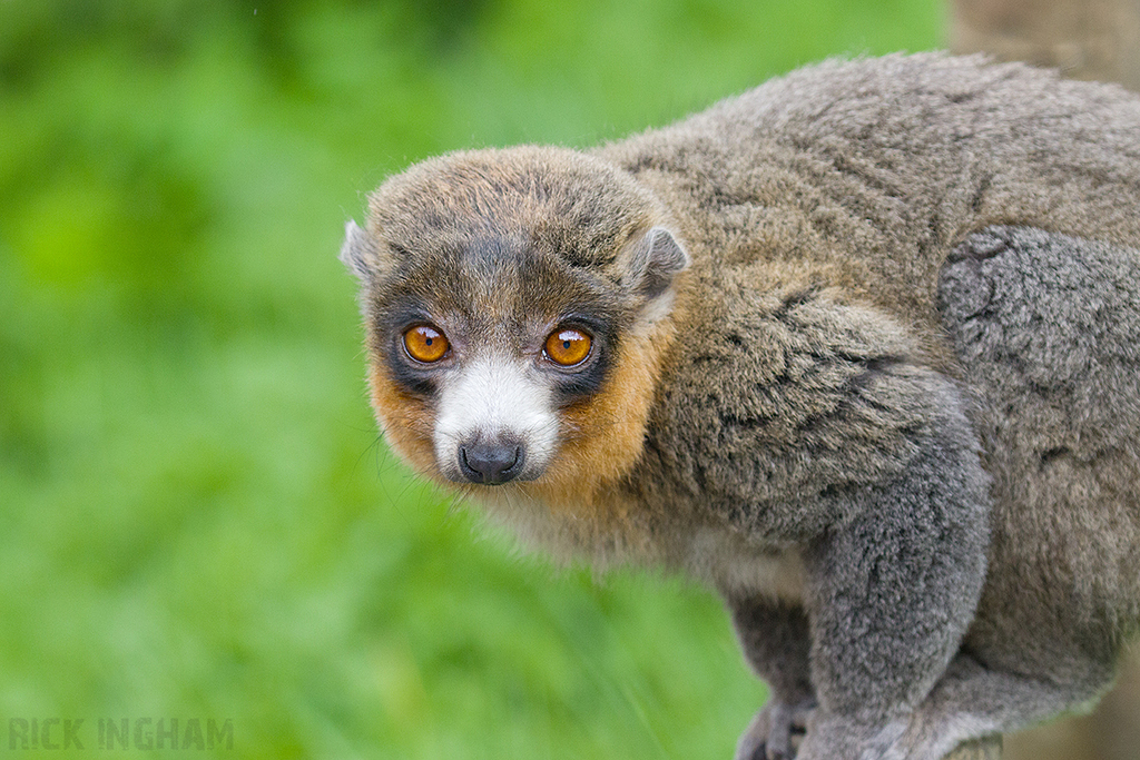 Mongoose Lemur