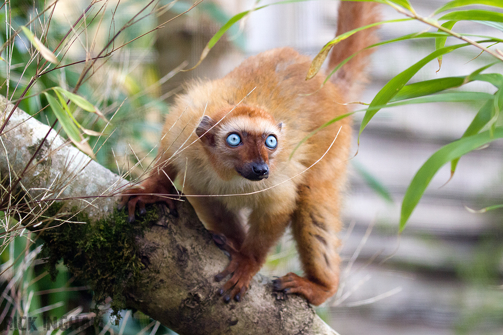 Blue-eyed Black Lemur