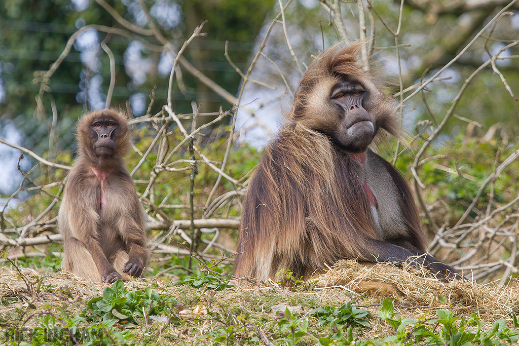 Gelada