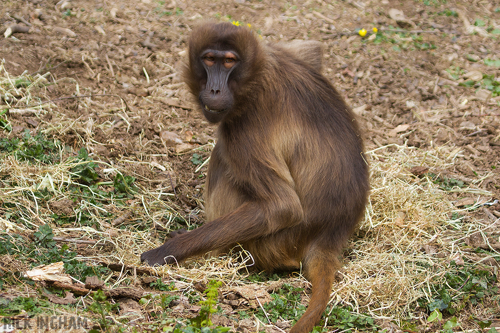 Gelada