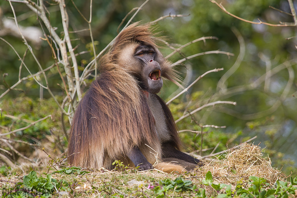 Gelada