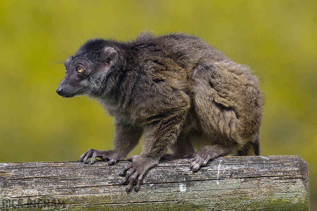 White-fronted Brown Lemur