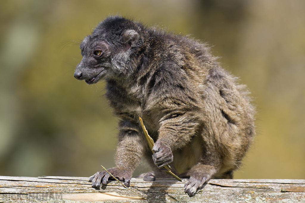 White-fronted Brown Lemur