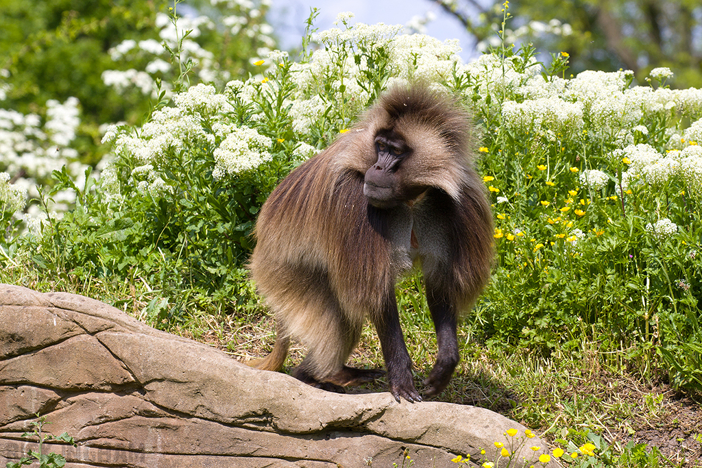 Gelada | Male