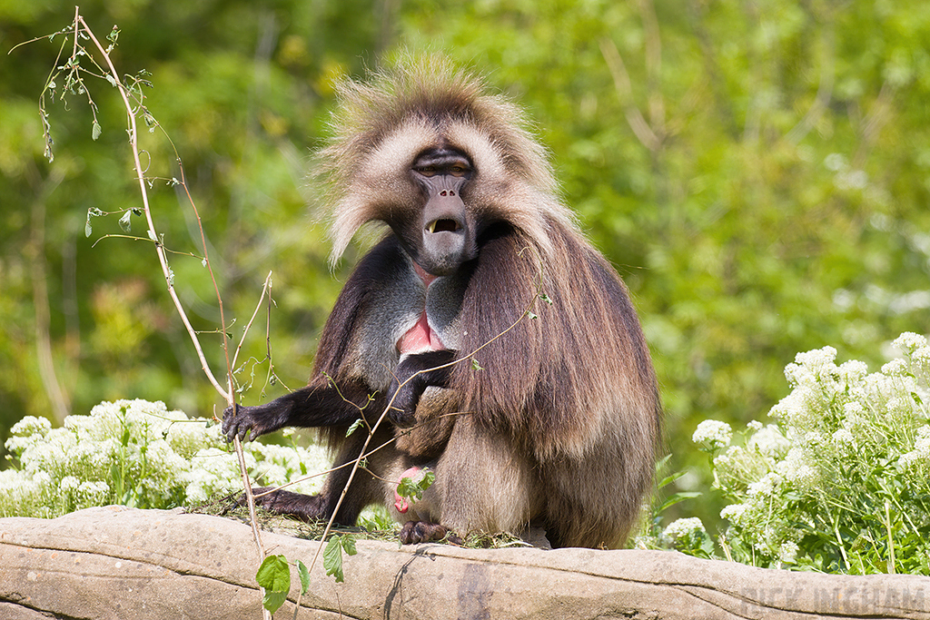 Gelada | Male