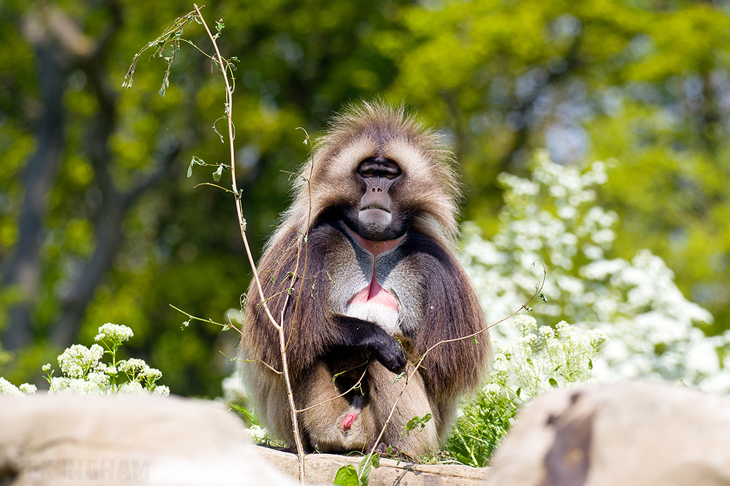 Gelada | Male