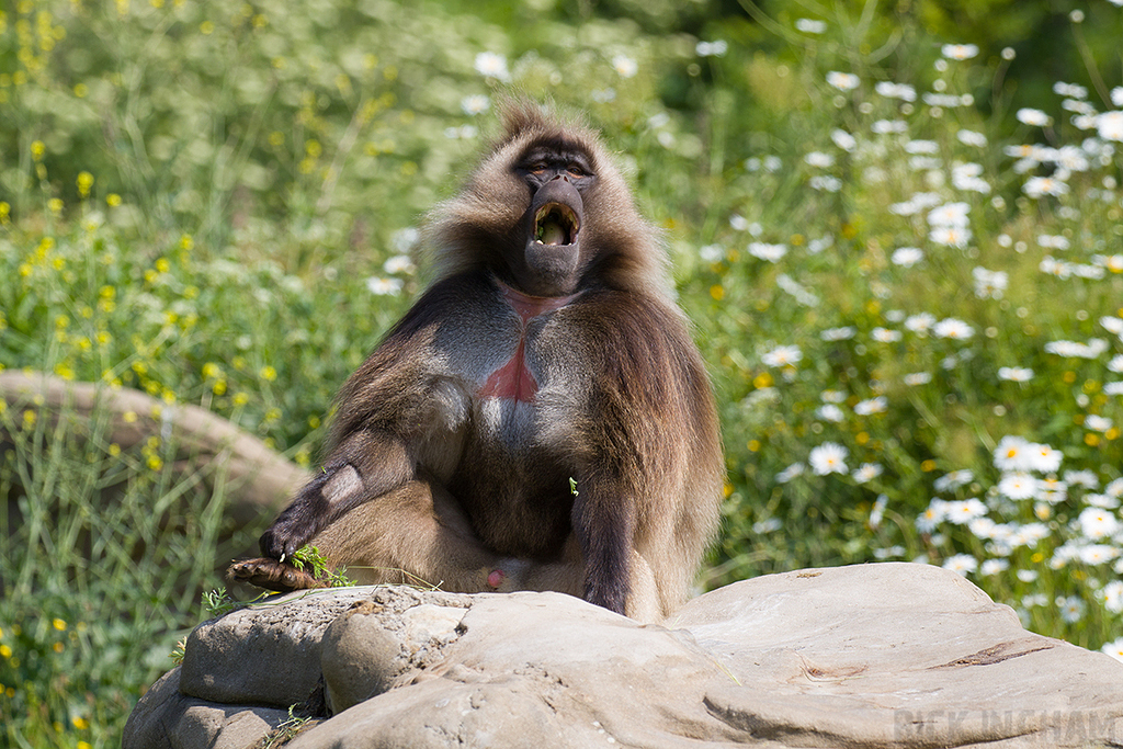 Gelada | Male