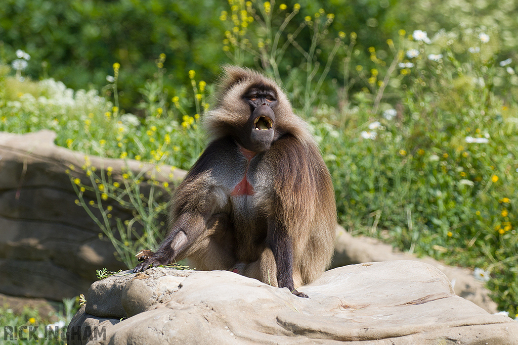 Gelada | Male