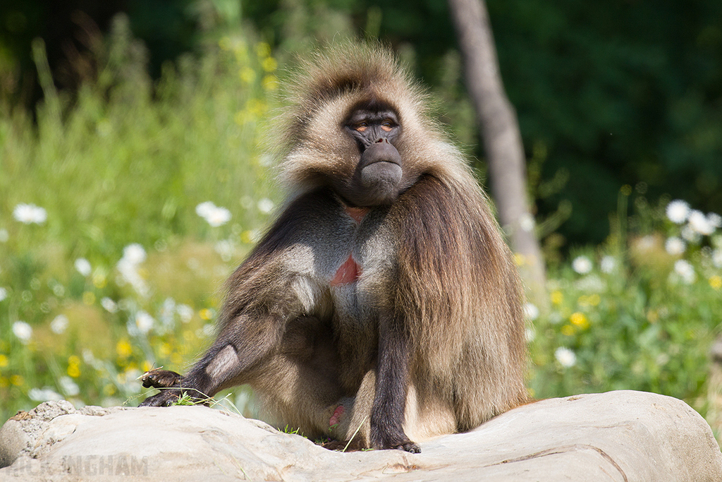 Gelada | Male